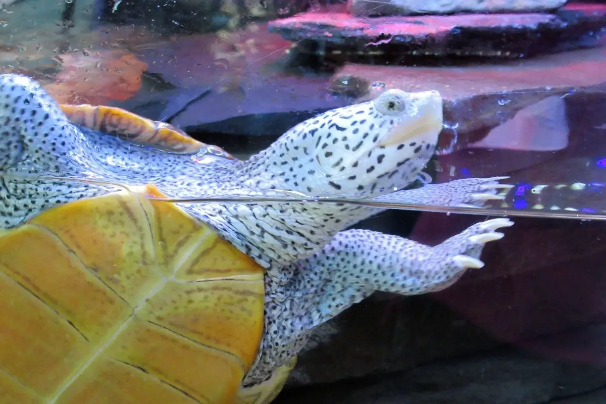 Ornate diamondback terrapin swimming in a tank