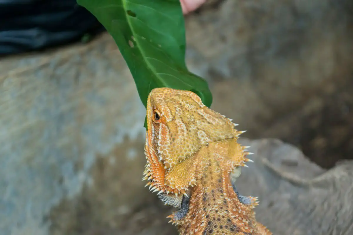 Bearded dragon eating leaf