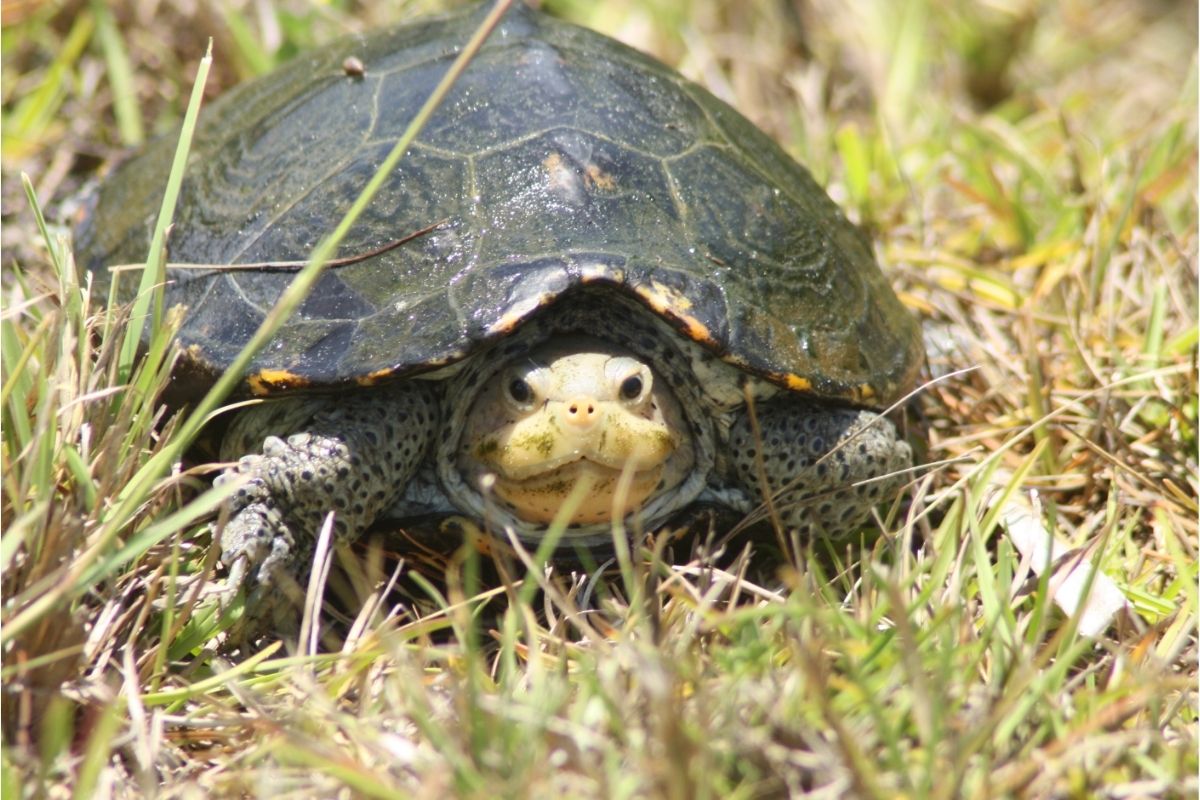 A turtle hiding in his shell