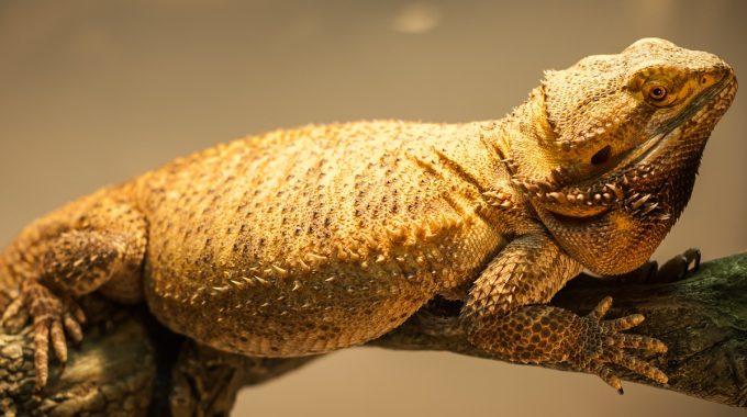 Bearded dragon on log