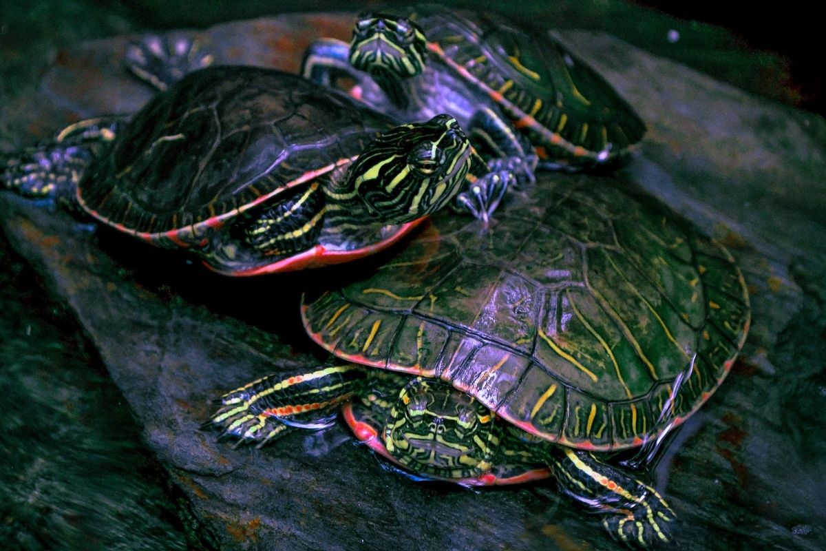 Painted turtles on a rock