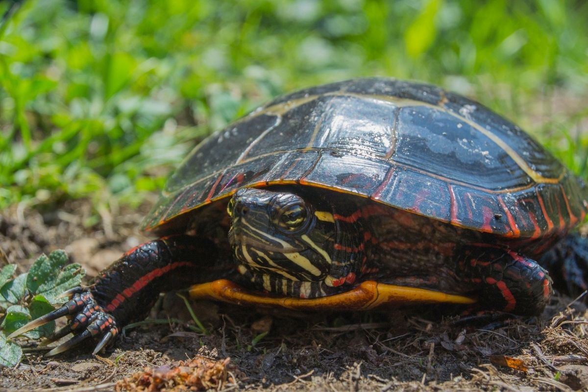 Close-up of a painted turtle