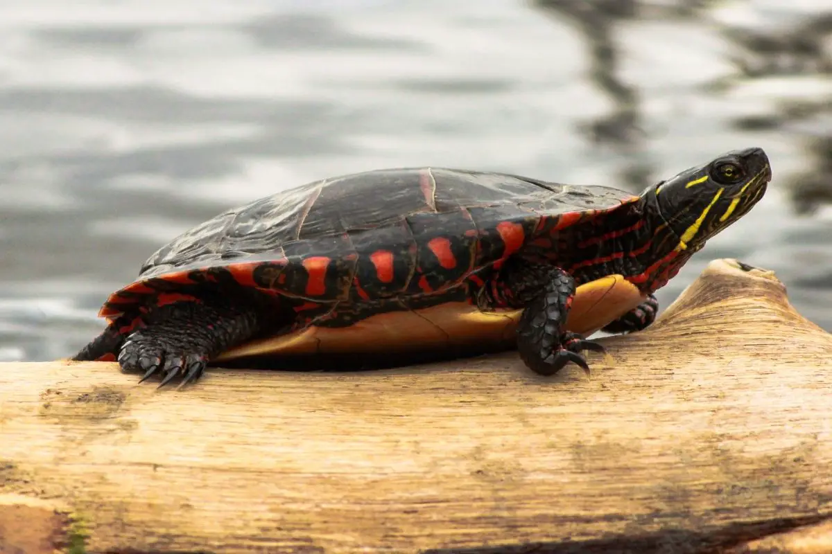 Painted turtle standing on a log