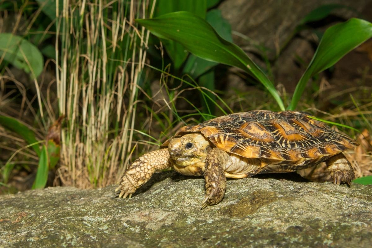 A pancake tortoise in the garden