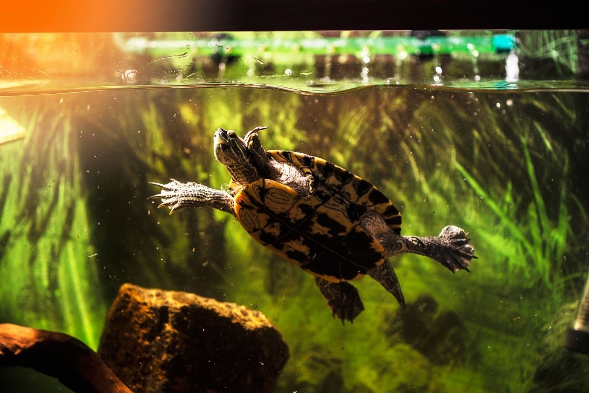 Red Eared Slider swimming in the tank
