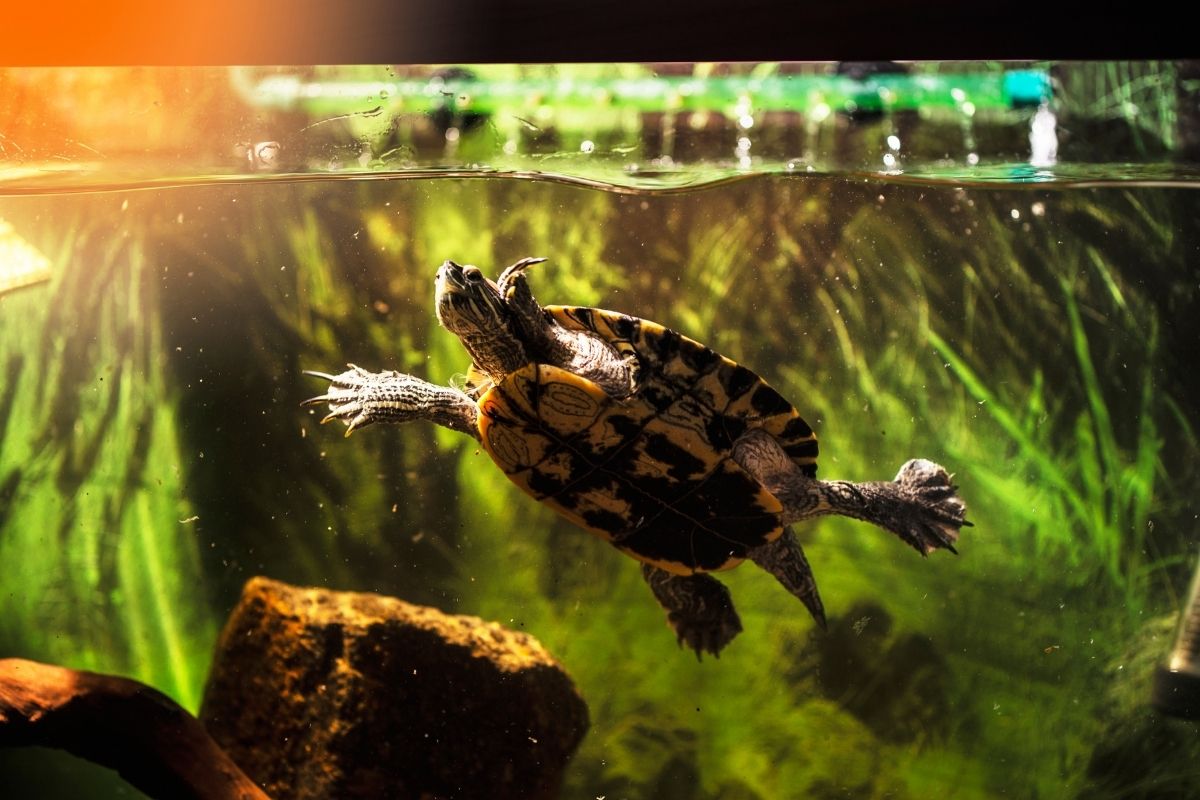 Red eared slider swimming in the tank