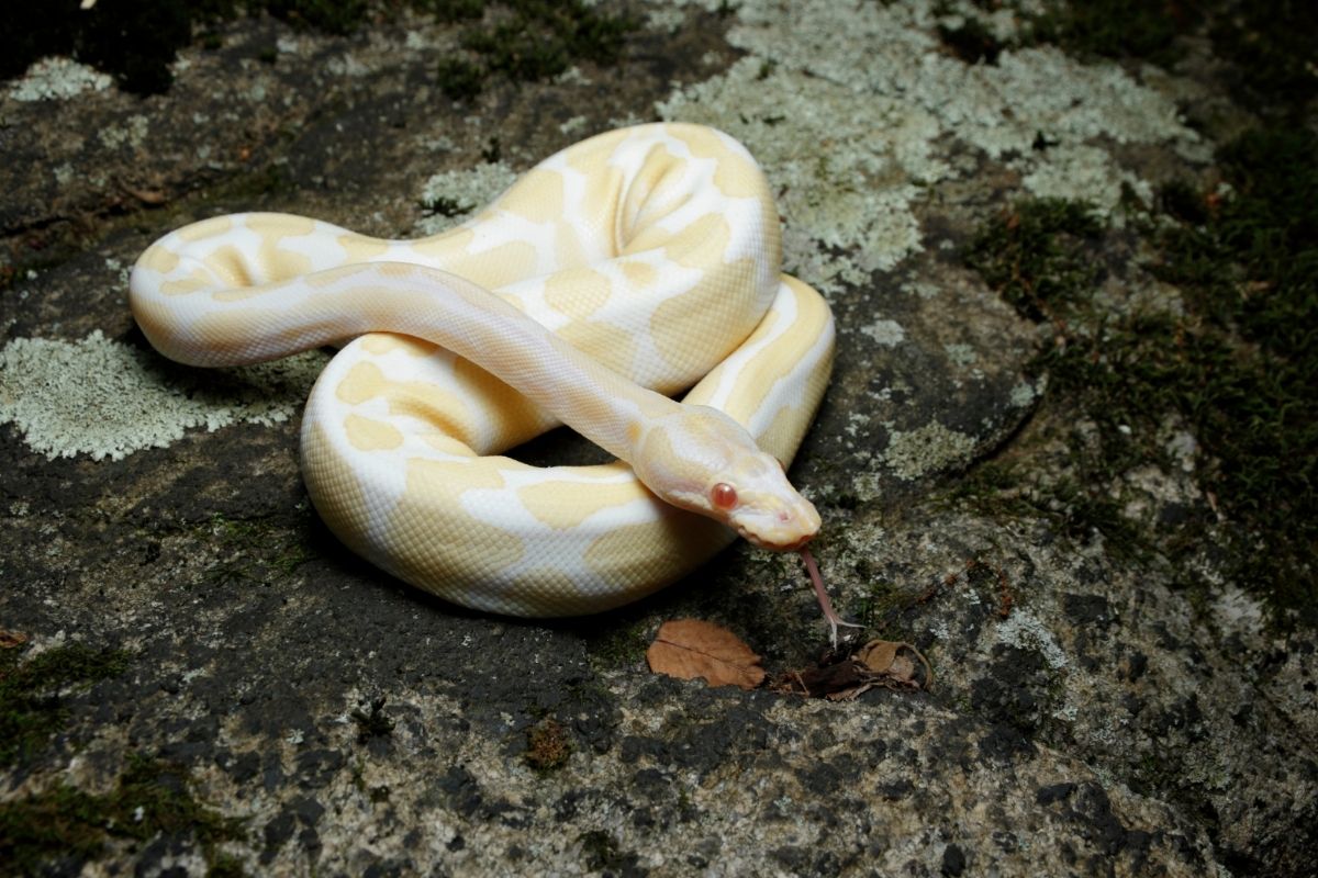 Albino ball python morphs posted on a rock