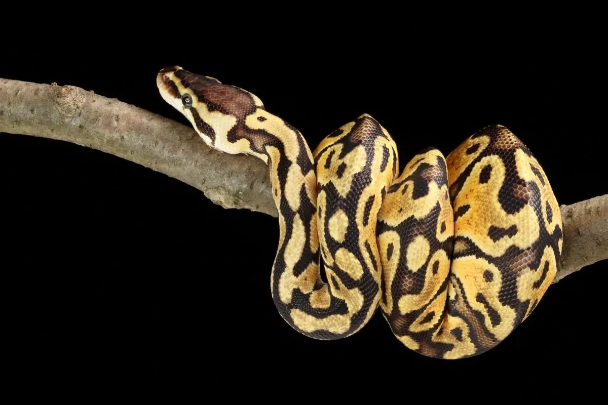 Ball python morph on branch - top view