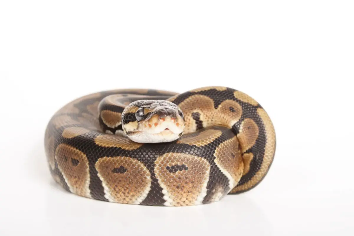 Mojave ball python morph on white background