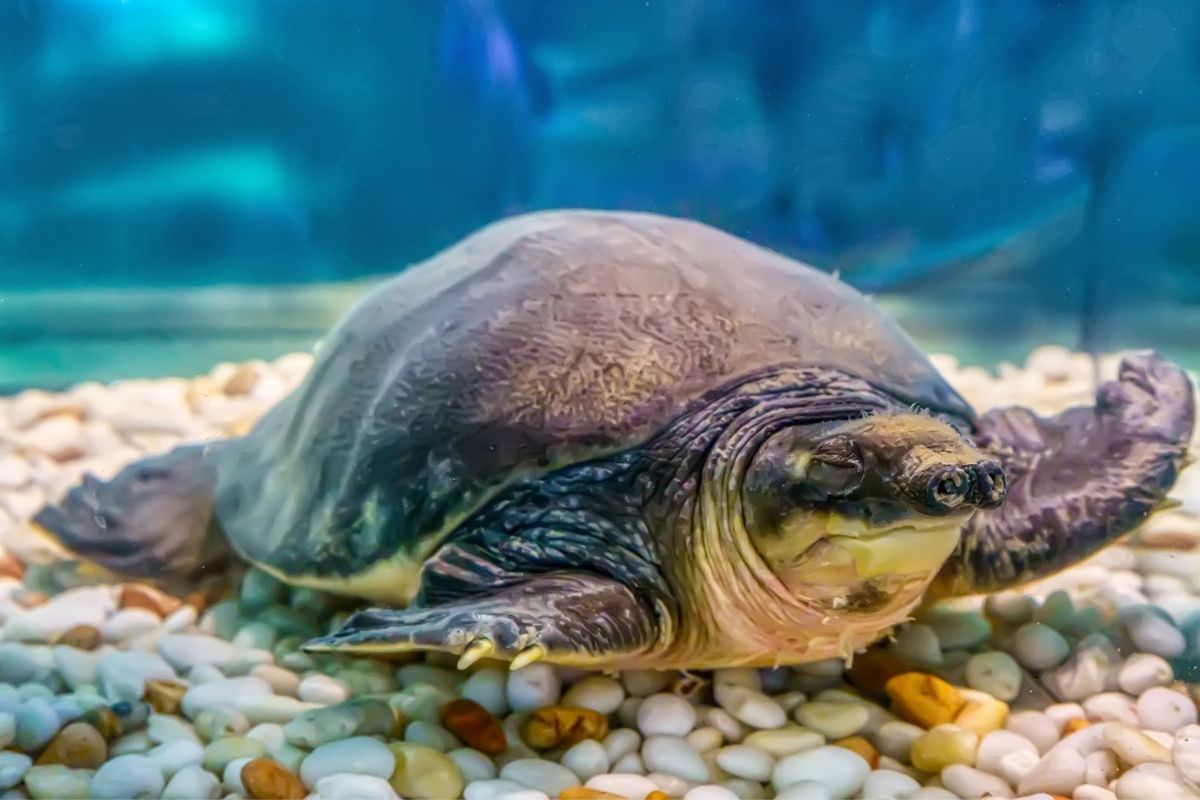 Pig-Nosed Turtle underwater in a tank