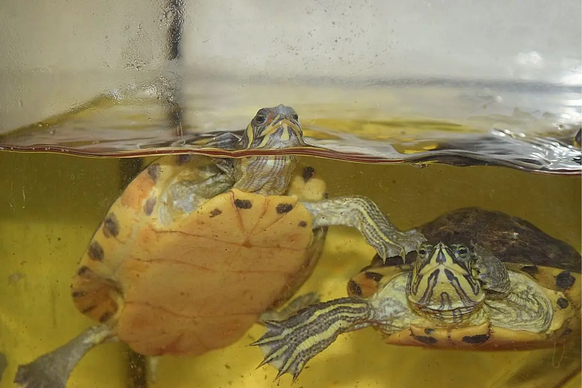 2 turtles in the tank