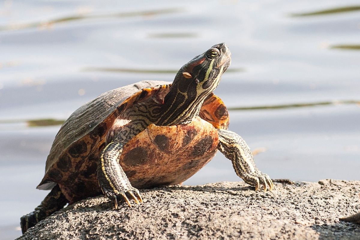 Pond slider sunbathing on a rock