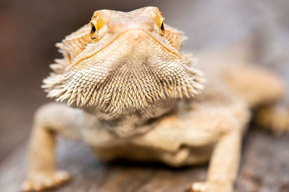 Bearded dragon on a wood