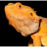 Close-up Of Orange Bearded Dragon