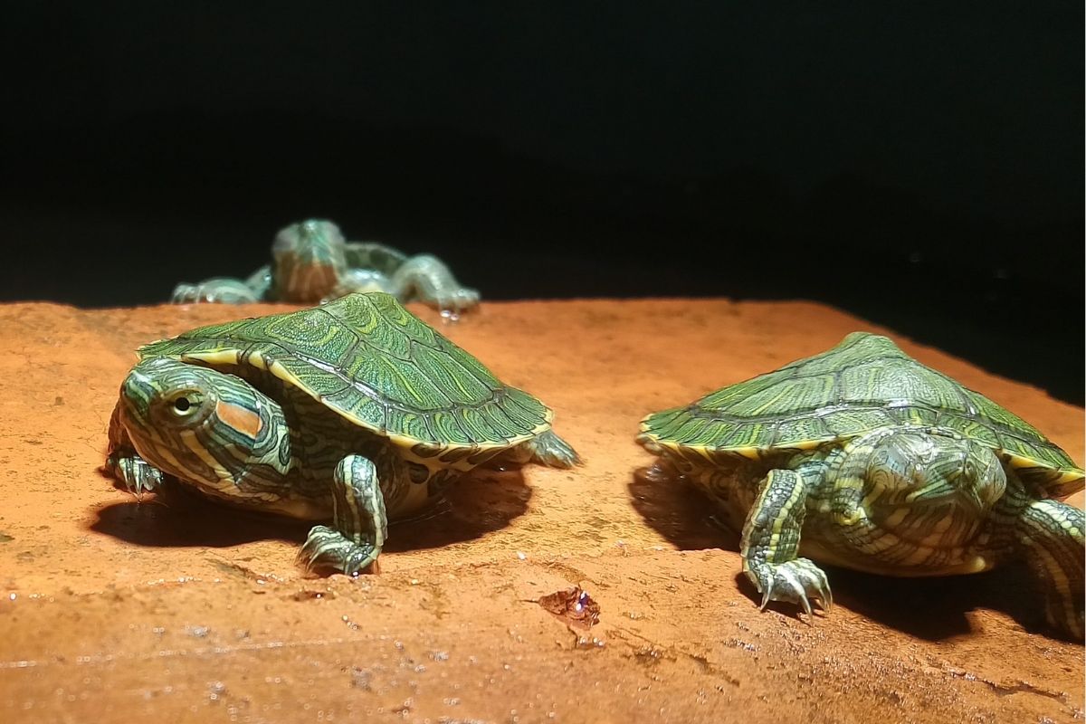 3 young red ear slider turtle in the rock