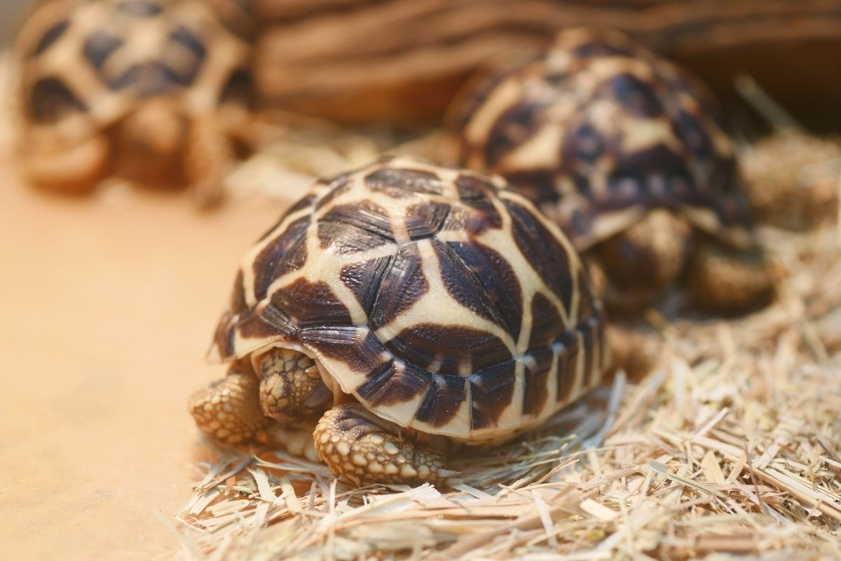 3 young red ear slider