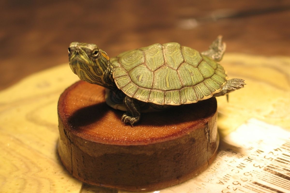 Red ear slider turtle looking at you