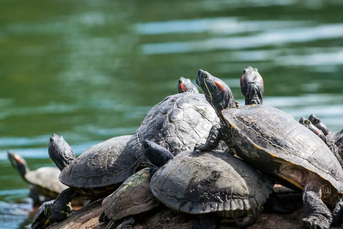 Red eared sliders on a rock