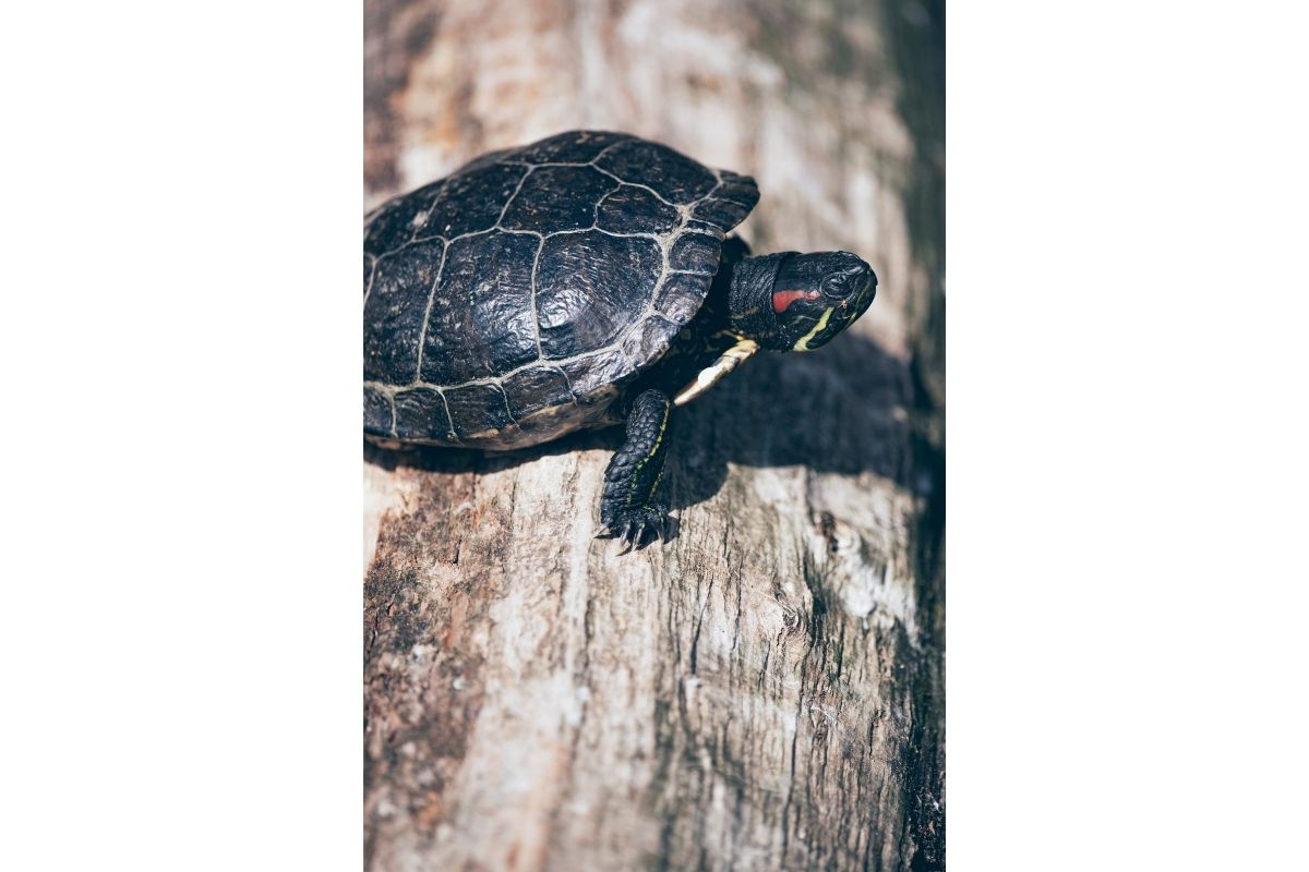 Red-eared slider turtle on a tree