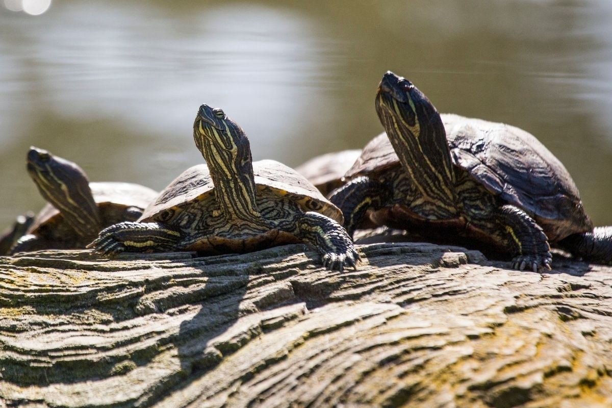 3 red-eared-slider turtle standing on a rock