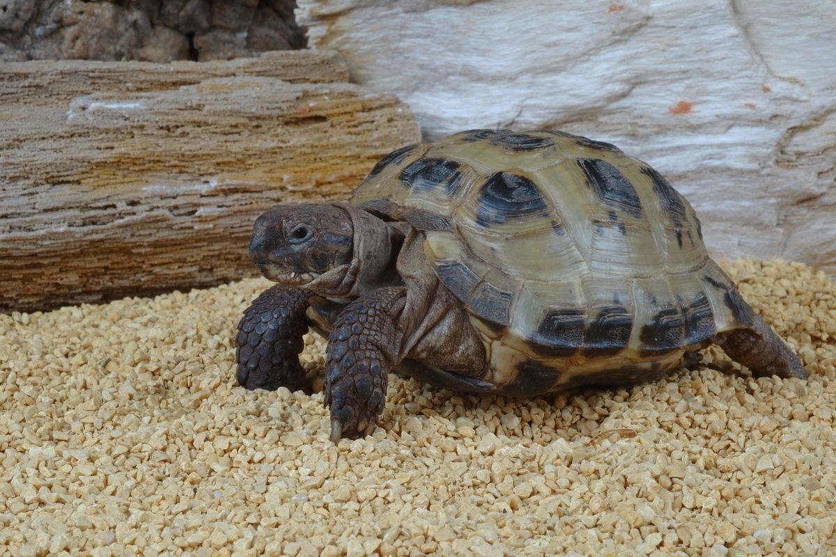 Russian (horsefield) tortoise in terrarium