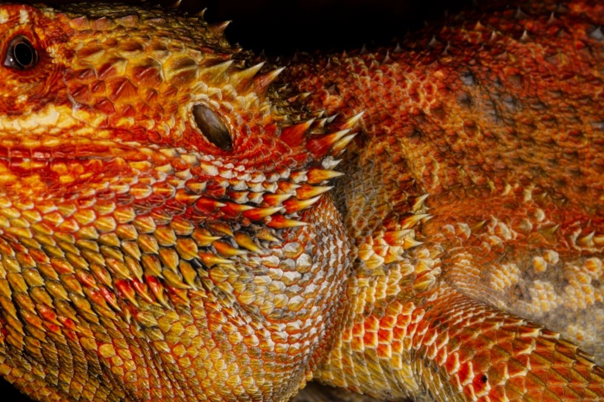 Red bearded dragon's scales