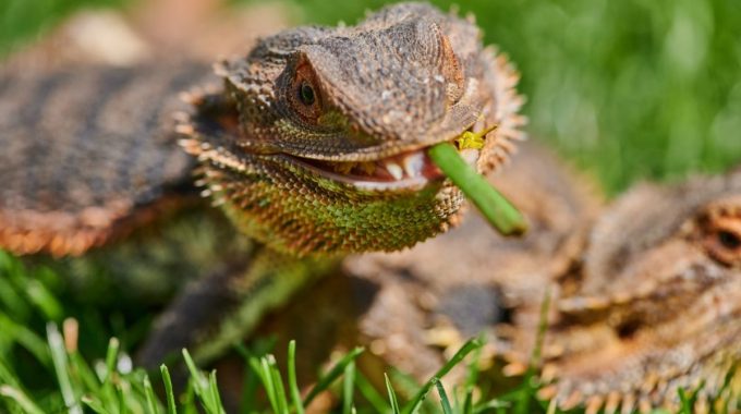 Bearded dragon on grass eating