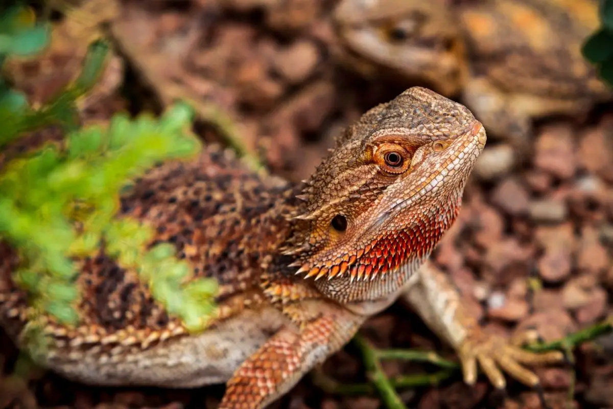 Bearded dragon lizards