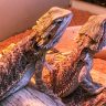 Pet bearded dragon lizards