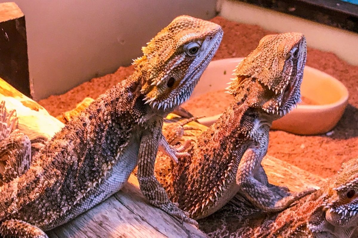 Pet bearded dragon lizards