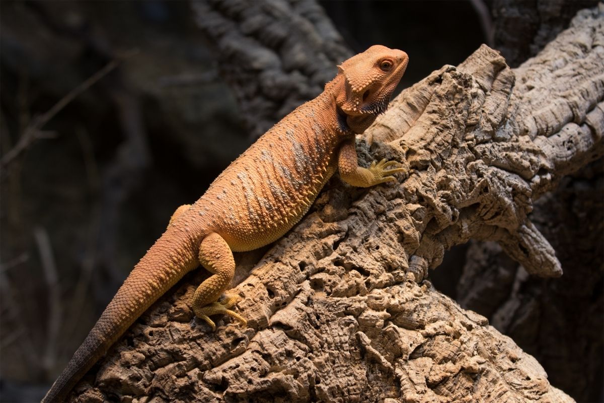 Should bearded dragons eat zucchini? Everything you need to know!