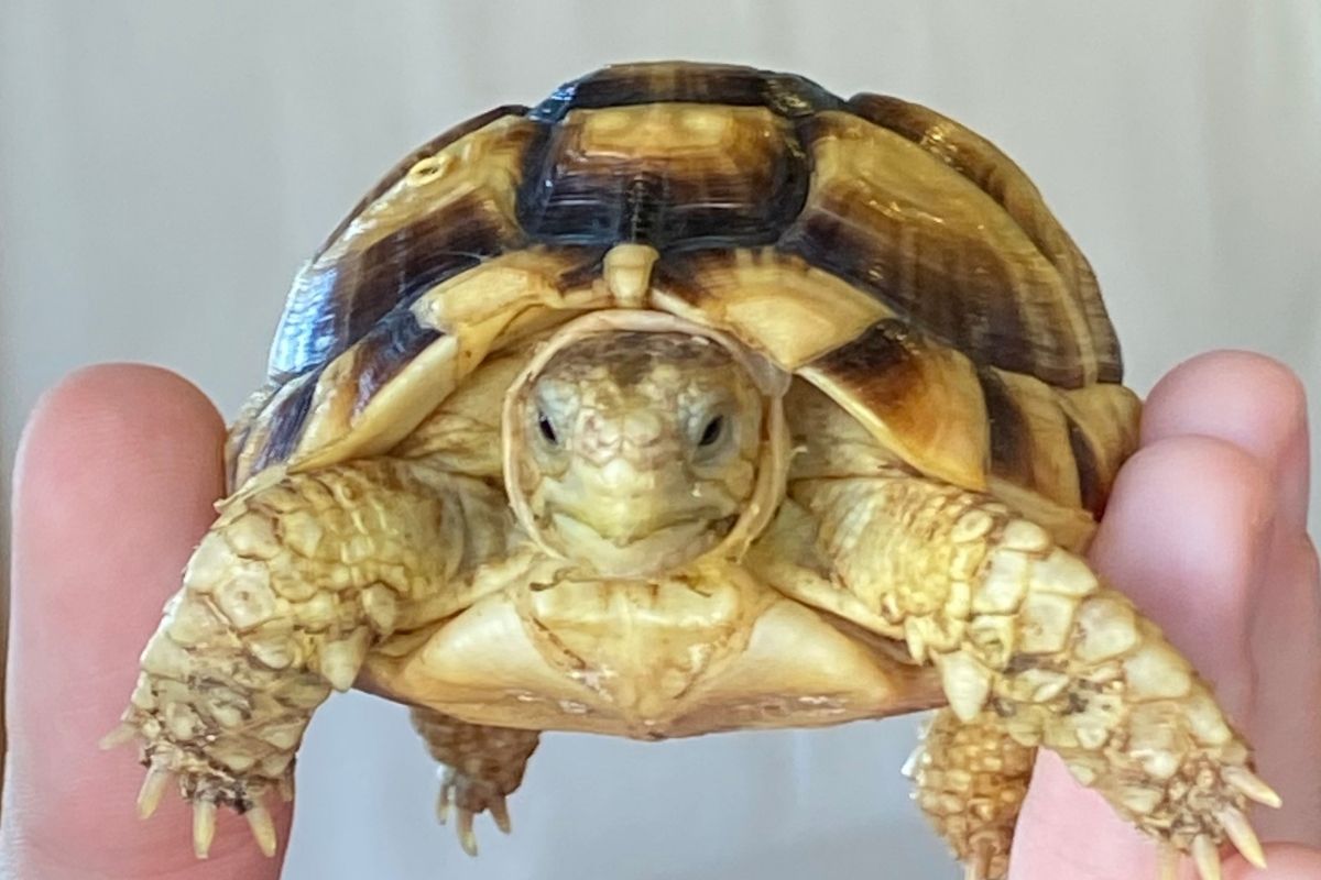 A man holding egyptian (kleinmann’s) tortoise