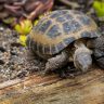 small tortoise in the garden