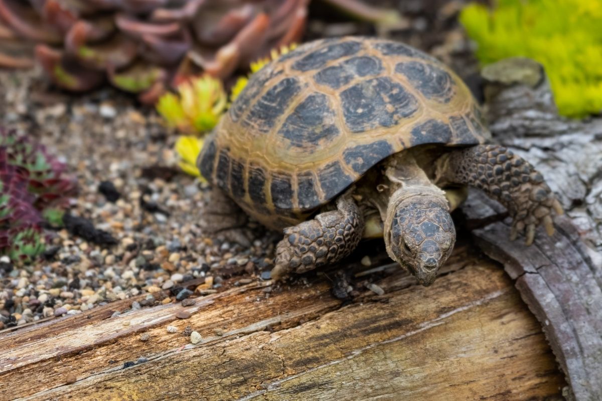 Small tortoise in the garden