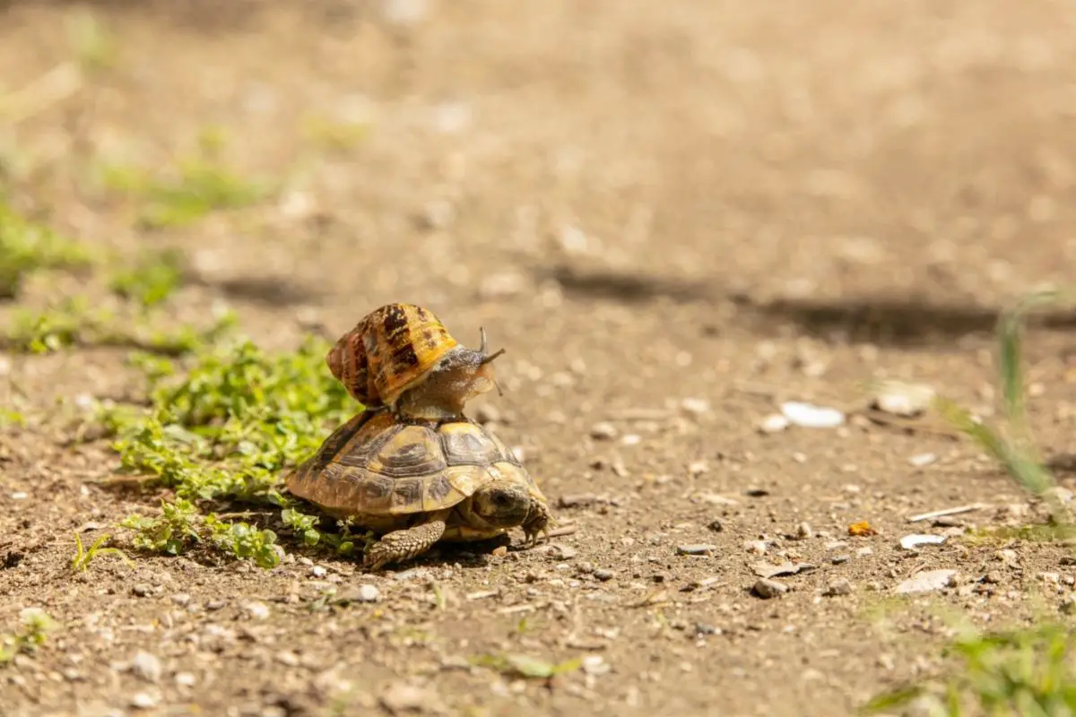 Small snail on a small turtle