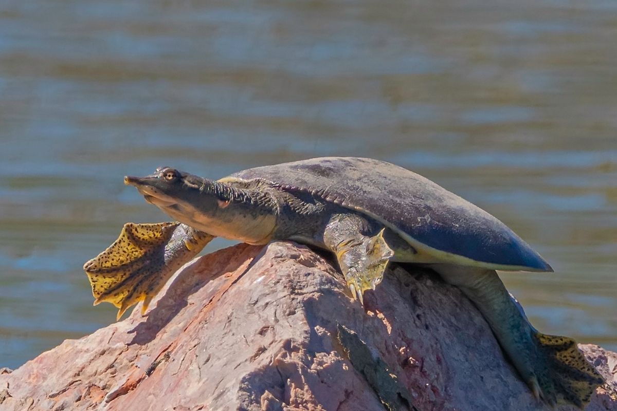 Smooth Softshell Turtle on a rock