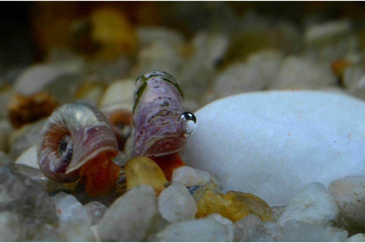 Snail inside a tank