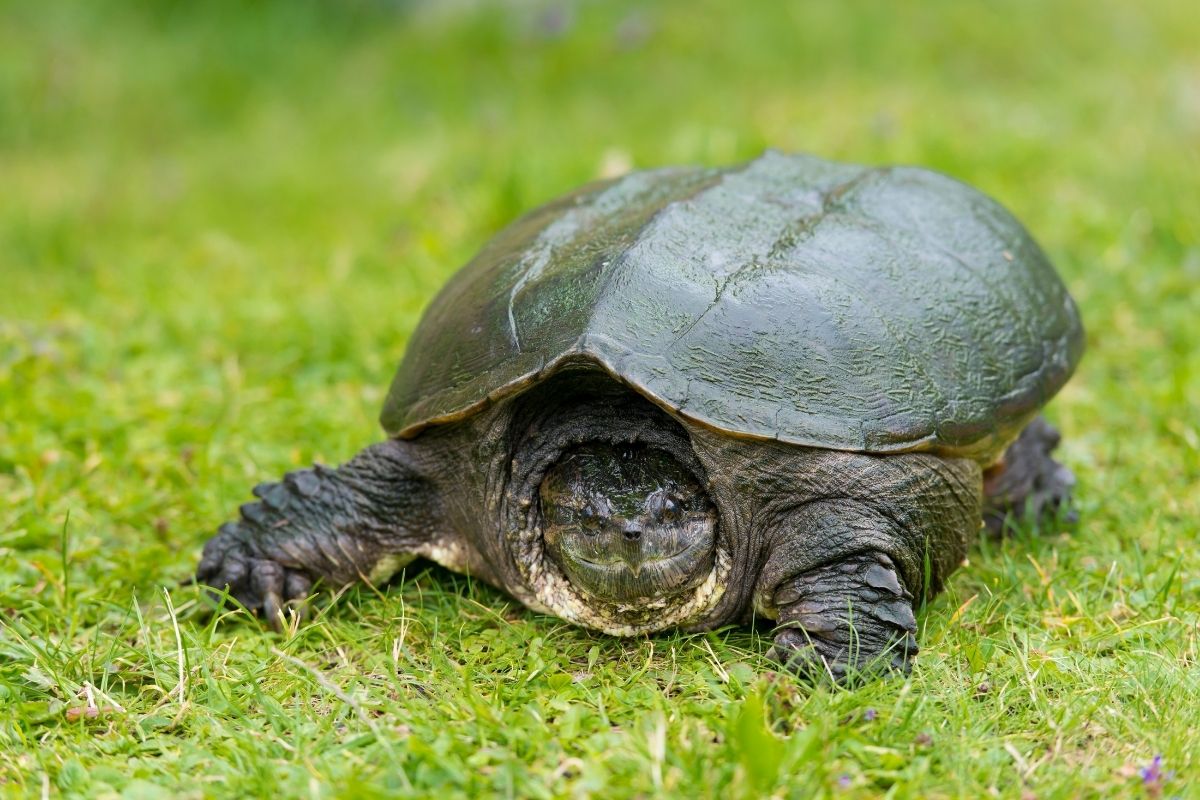 Snapping turtle on grass