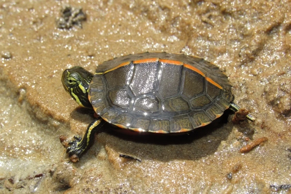 Southern painted turtle sitting on sandbar