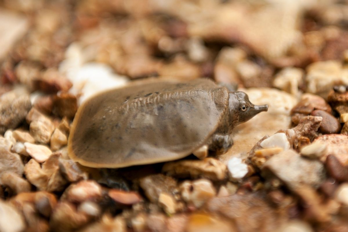 Spiny softshell turtle walking on stones