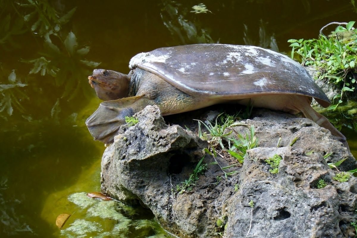 Spiny softshell turtle on a rock