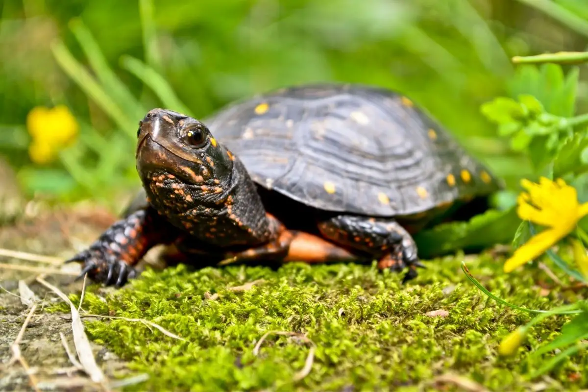 Spotted turtle standing on moss