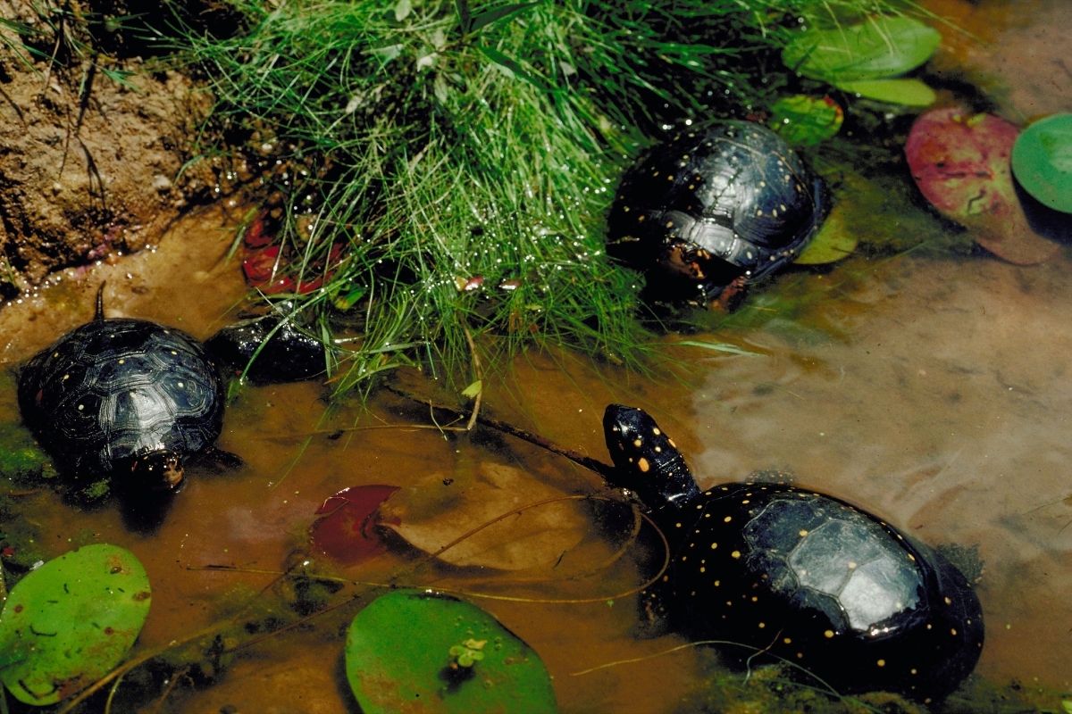 Spotted turtles in a pond