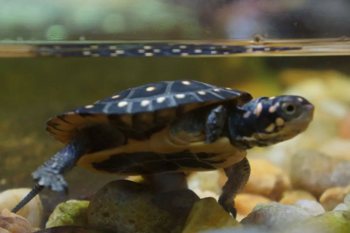 Spotted turtle in an aquarium