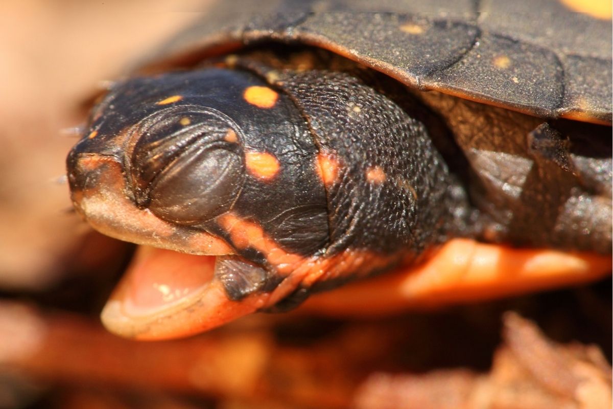 A closeup of baby spotted turtle clemmys guttata