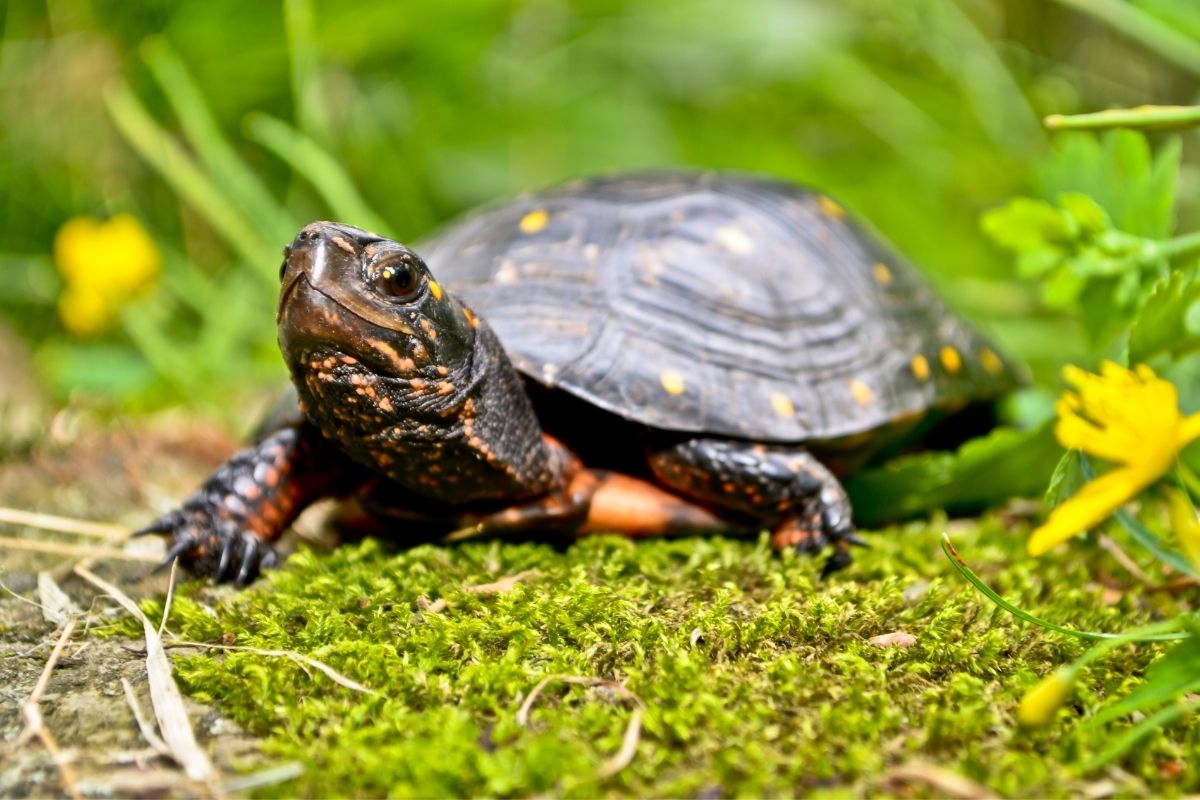 Spotted Turtle lying on moss