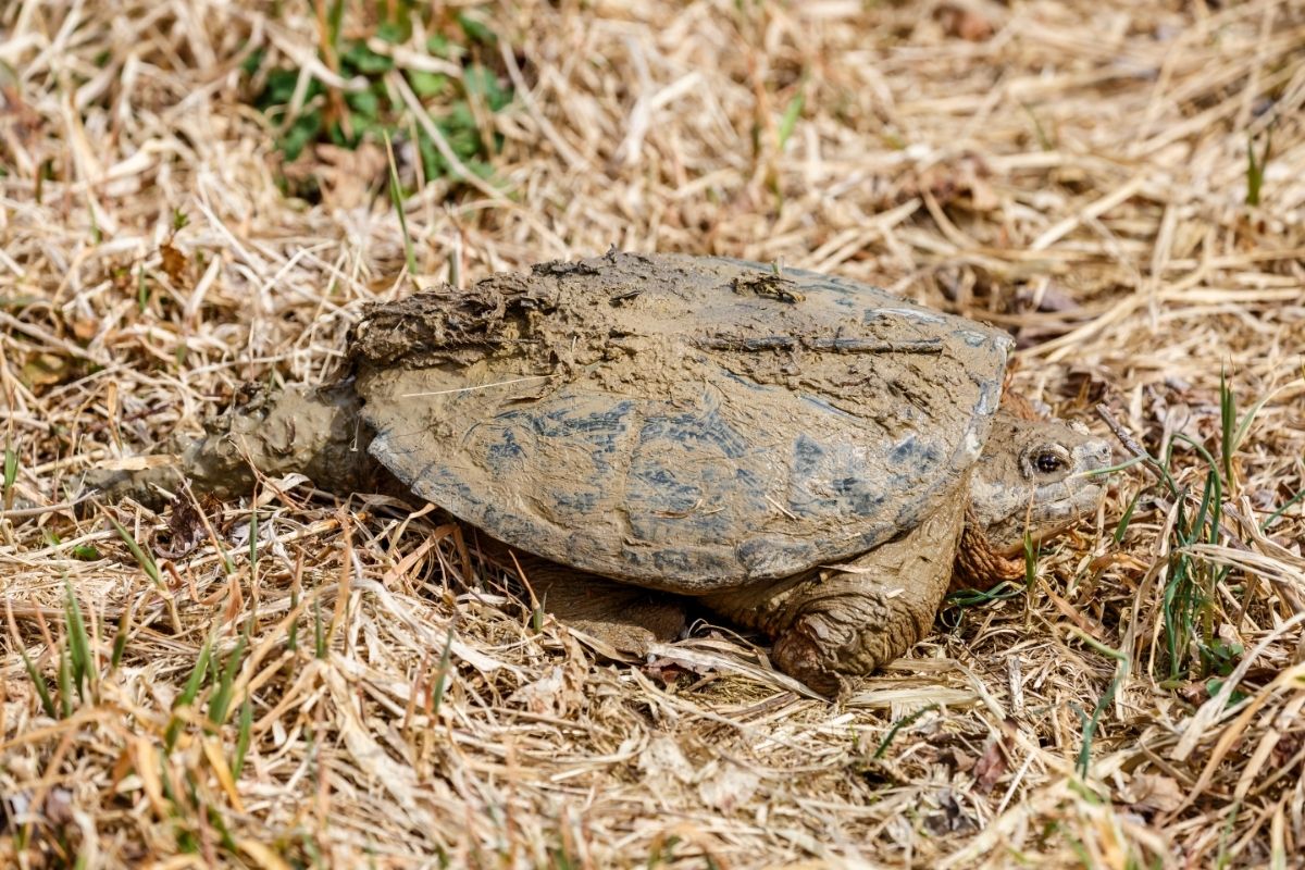 A turtle hiding