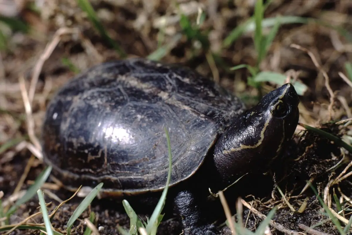 Striped mud turtle standing on grass