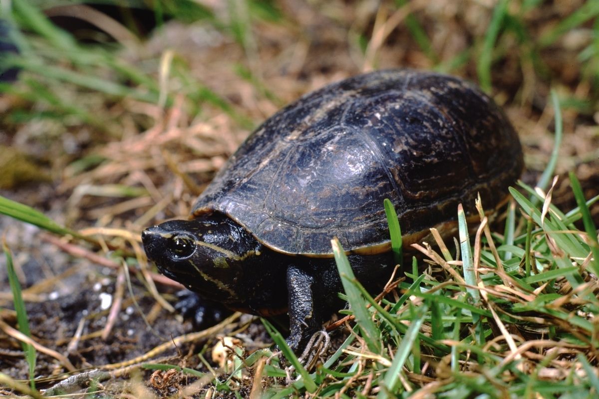 Striped mud turtle walking on grass