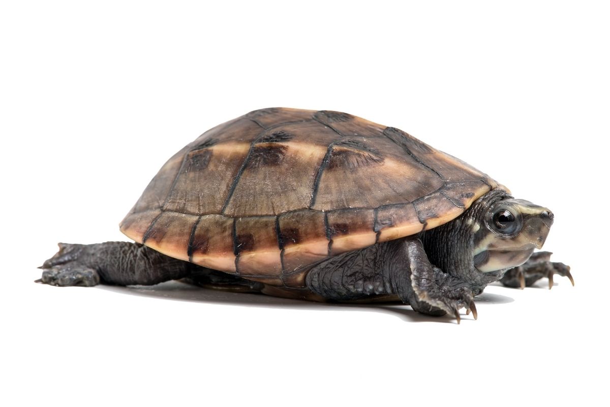 Striped mud turtle on white background